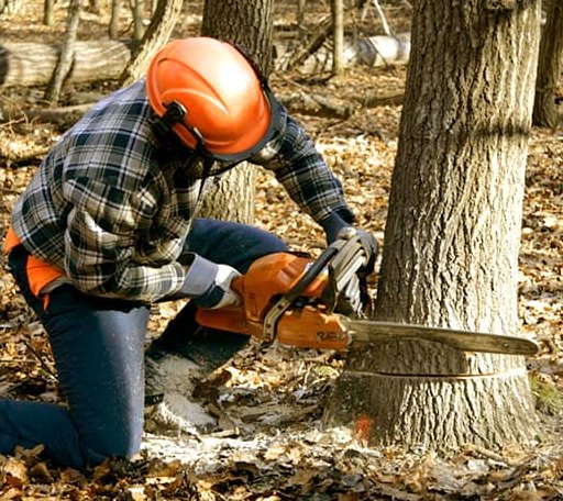 Tree Removal in Johnson, KS